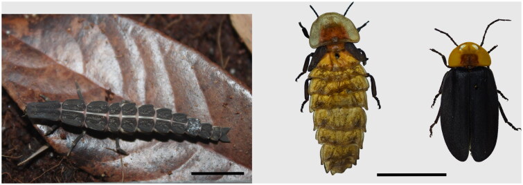 The mitochondrial genome of the firefly, <i>Pyrocoelia amplissima</i> (Olivier, 1886) (Coleoptera: Lampyridae) and its phylogenetic analysis.