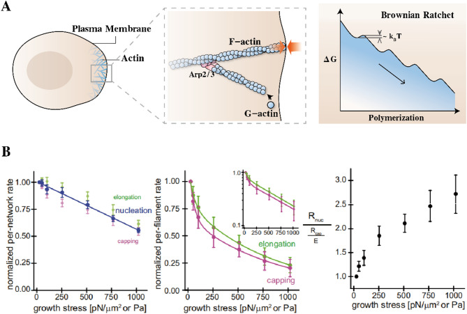 Cell condensation initiates organogenesis: the role of actin dynamics in supracellular self-organizing process.