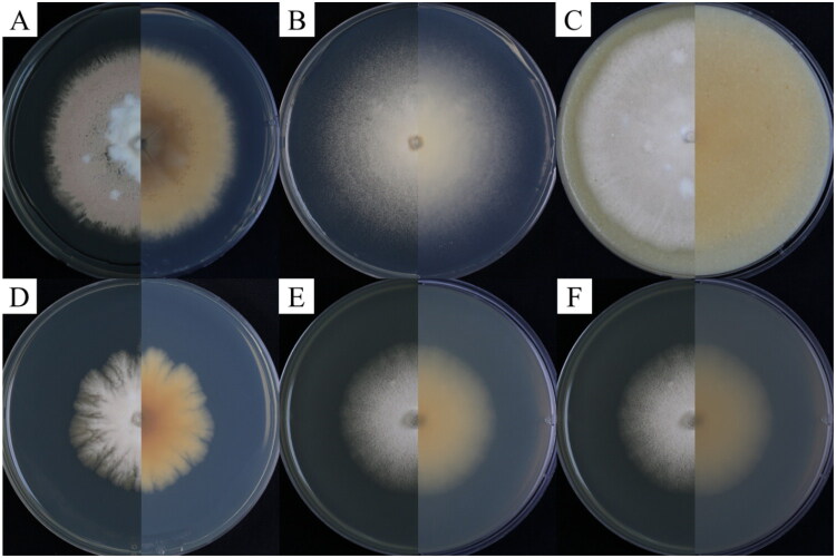 <i>Arthrographis abieticola</i> sp. nov., A Novel Soil-Derived Fungal Species from Korea.