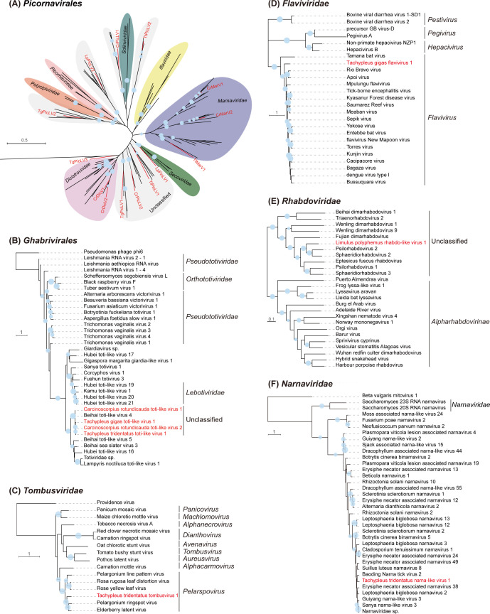 Diversity and evolutionary history of RNA viruses among different horseshoe crab species.