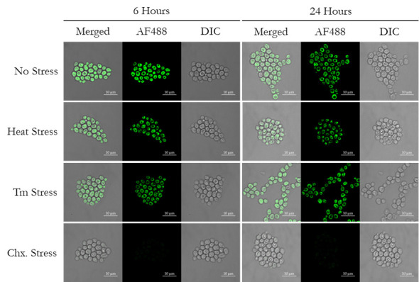 Evaluation of Translation Rate Through L-azidohomoalanine (AHA) Incorporation and Subsequent Alkyne Fluorophore-Mediated Click Chemistry in Yeast.