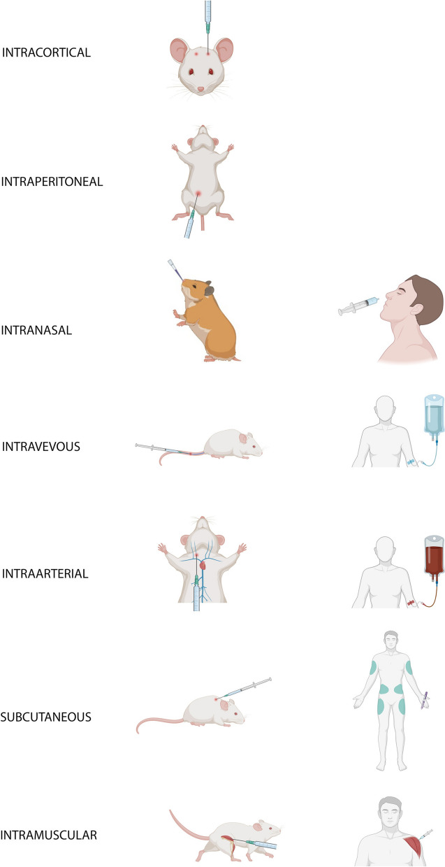Advances in brain remodeling, stem cell therapies, and translational barriers in stroke and brain aging.
