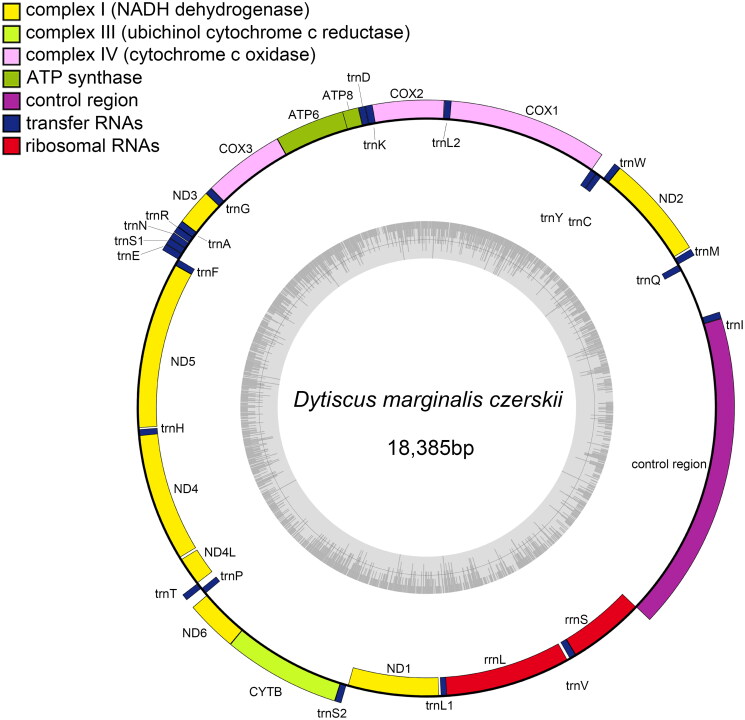 The complete mitogenome of <i>Dytiscus marginalis czerskii</i> (Dytiscidae, Coleoptera).