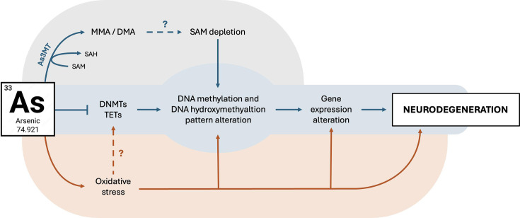 Oxidative stress - Alzheimer's disease - DNA methylation: the role of arsenic.