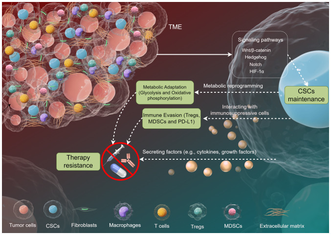 Decoding the role of cancer stem cells in digestive tract tumors: Mechanisms and therapeutic implications (Review).