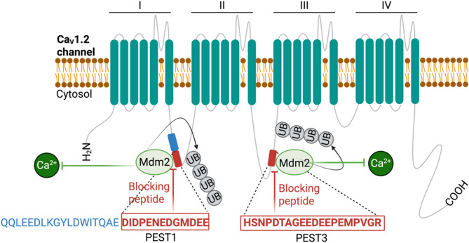 Degradation of voltage-gated calcium channels: mechanisms and applications in neurological and cardiovascular diseases.