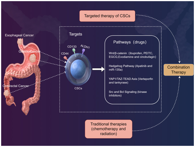 Decoding the role of cancer stem cells in digestive tract tumors: Mechanisms and therapeutic implications (Review).