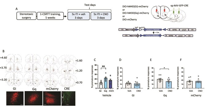 Involvement of a stress-responsive orbito-striatal projection in impulsive action in male rats.
