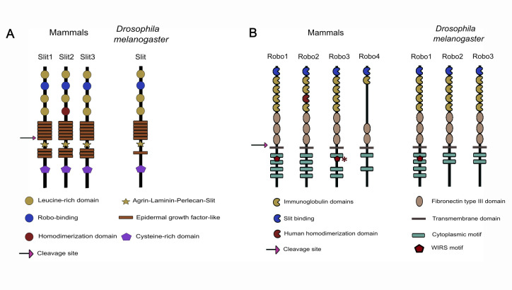 The Slit-Robo signalling pathway in nervous system development: a comparative perspective from vertebrates and invertebrates.