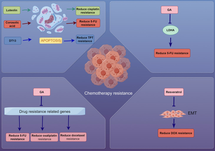 Harnessing Natural Products to Surmount Drug Resistance in Gastric Cancer: Mechanisms and Therapeutic Perspectives.