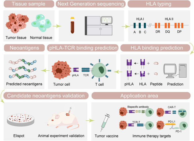 Computation strategies and clinical applications in neoantigen discovery towards precision cancer immunotherapy.
