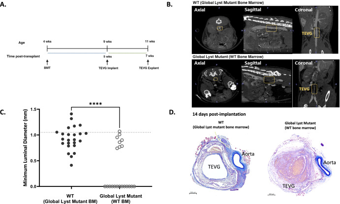 Modulating the platelet-mediated innate foreign body response to affect in situ vascular tissue engineering outcomes.