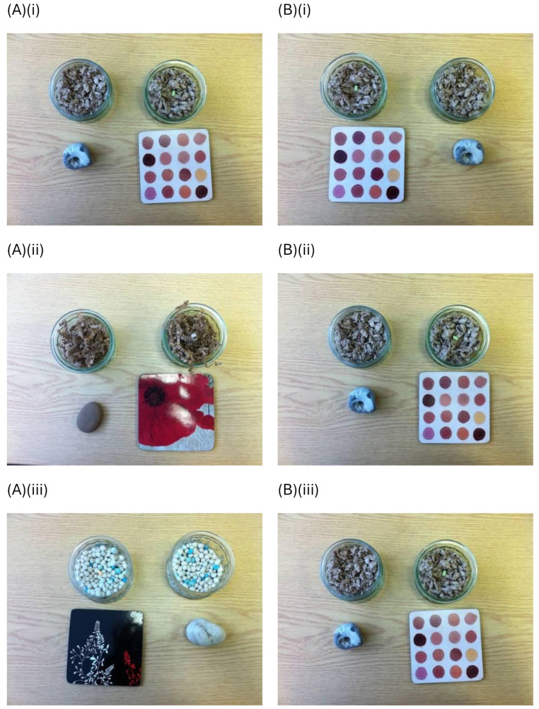 Rat boredom-like behaviour in a monotonous versus a varied foraging task: effects of sensory variation