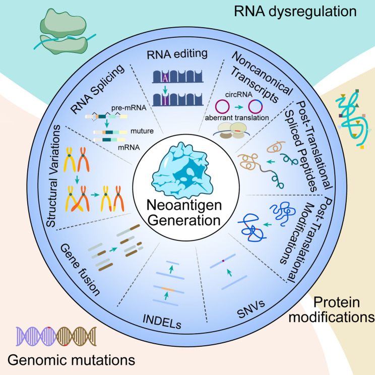 Computation strategies and clinical applications in neoantigen discovery towards precision cancer immunotherapy.