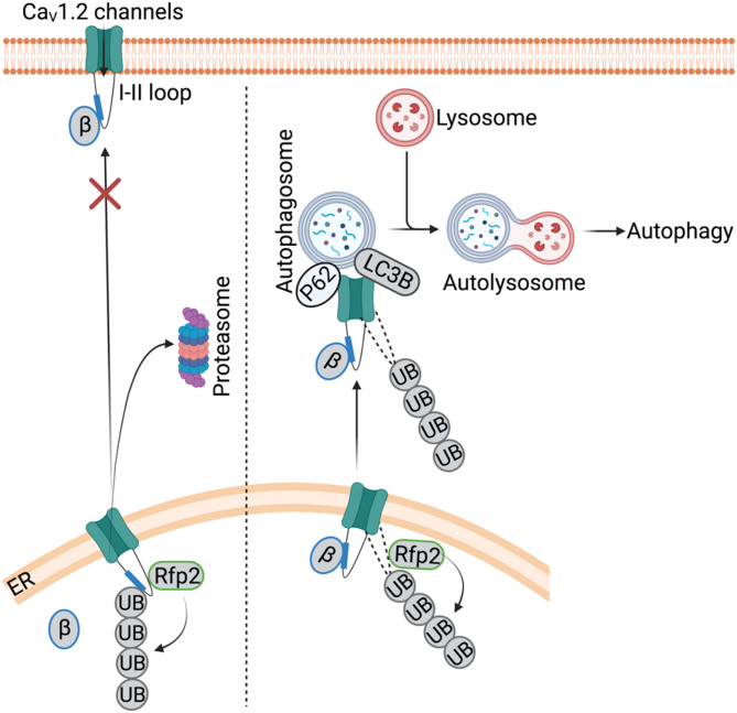 Degradation of voltage-gated calcium channels: mechanisms and applications in neurological and cardiovascular diseases.