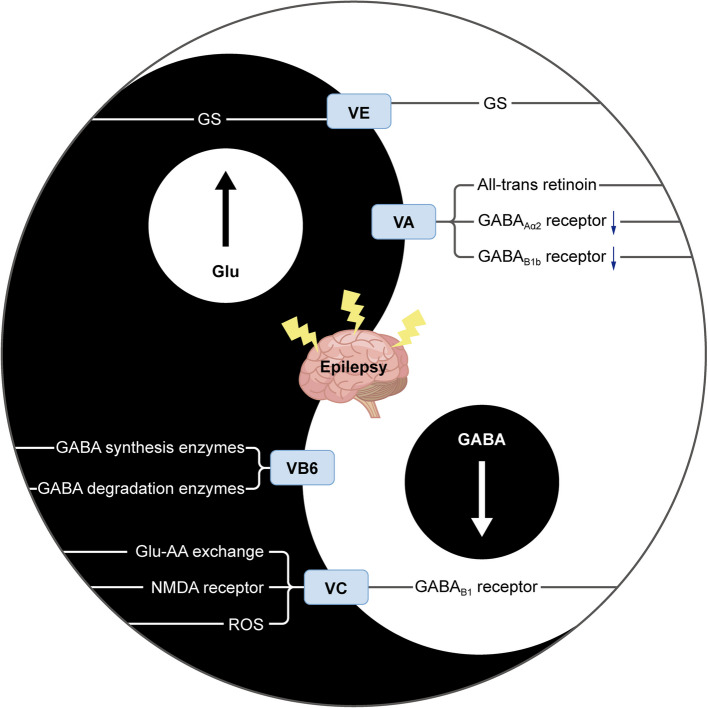 From the different pathogenesis of epileptogenesis: vitamins as an adjunctive treatment for epilepsy.