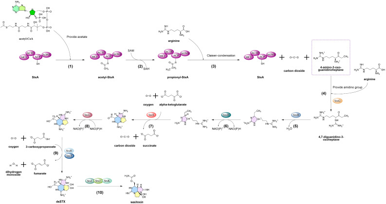 Saxitoxin: A Comprehensive Review of Its History, Structure, Toxicology, Biosynthesis, Detection, and Preventive Implications.
