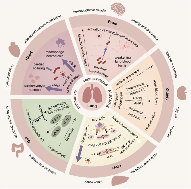 Crosstalk between lung and extrapulmonary organs in sepsis-related acute lung injury/acute respiratory distress syndrome.