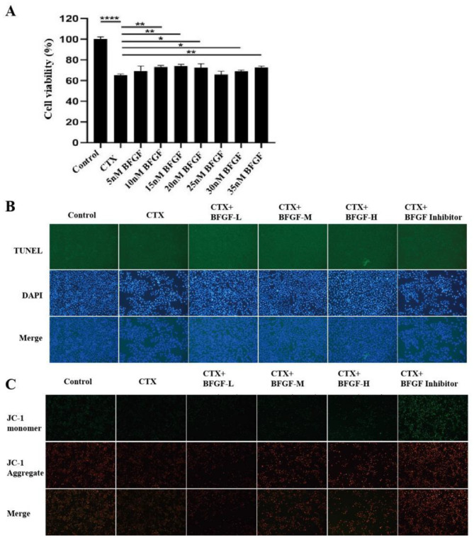 BFGF mitigates CTX-induced ovarian cytotoxicity via SERPINE1/HIF-1 and Nrf-2/HO-1 signaling pathways.