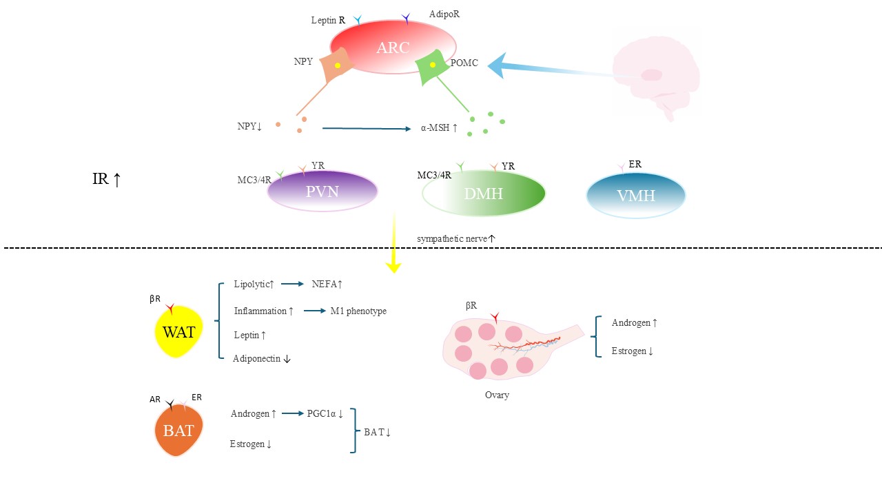 New perspectives on polycystic ovary syndrome: hypothalamic-sympathetic-adipose tissue interaction.