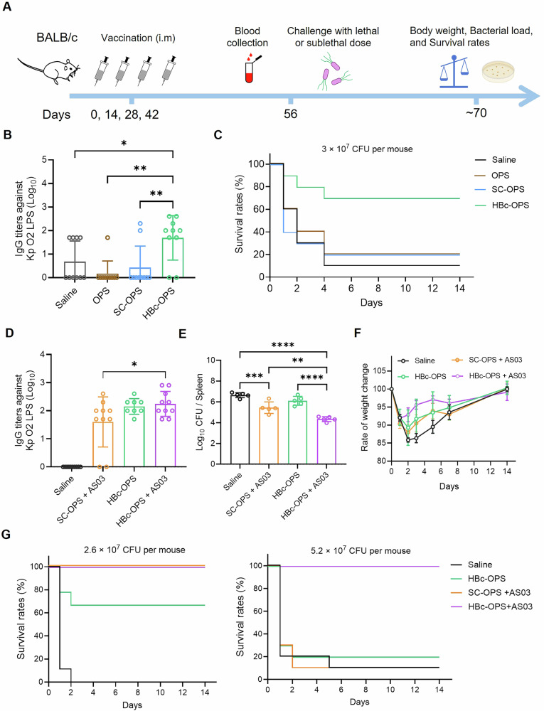 Modular assembly and immunological evaluation of a promising bioconjugate nanovaccine against Klebsiella pneumoniae O2 serotype.