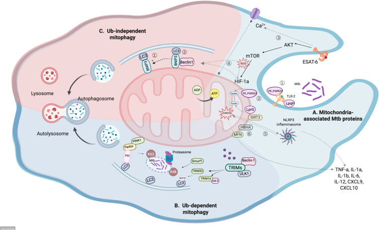 Mitophagy: A Potential Therapeutic Target for Tuberculosis Immunotherapy.