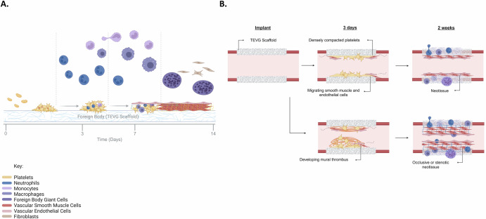 Modulating the platelet-mediated innate foreign body response to affect in situ vascular tissue engineering outcomes.