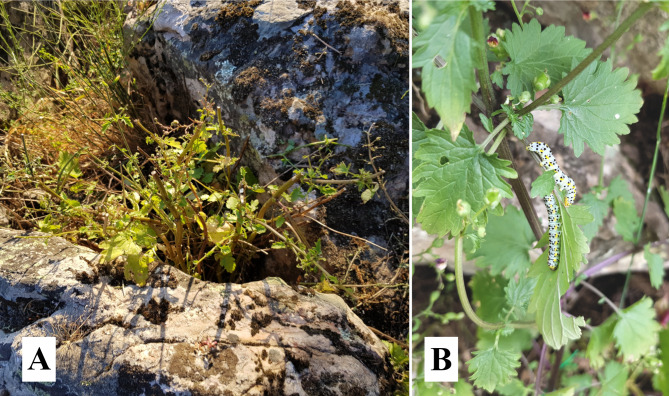 Knowing the reproductive biology and reproductive success of Scrophularia oxyrhyncha Coincy as a first step for its conservation.