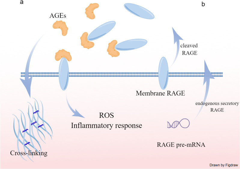 The role of advanced glycation end products (AGEs) and the receptor for AGEs (RAGE) in hypertrophic obstructive cardiomyopathy.