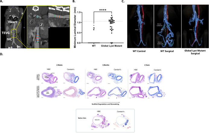 Modulating the platelet-mediated innate foreign body response to affect in situ vascular tissue engineering outcomes.