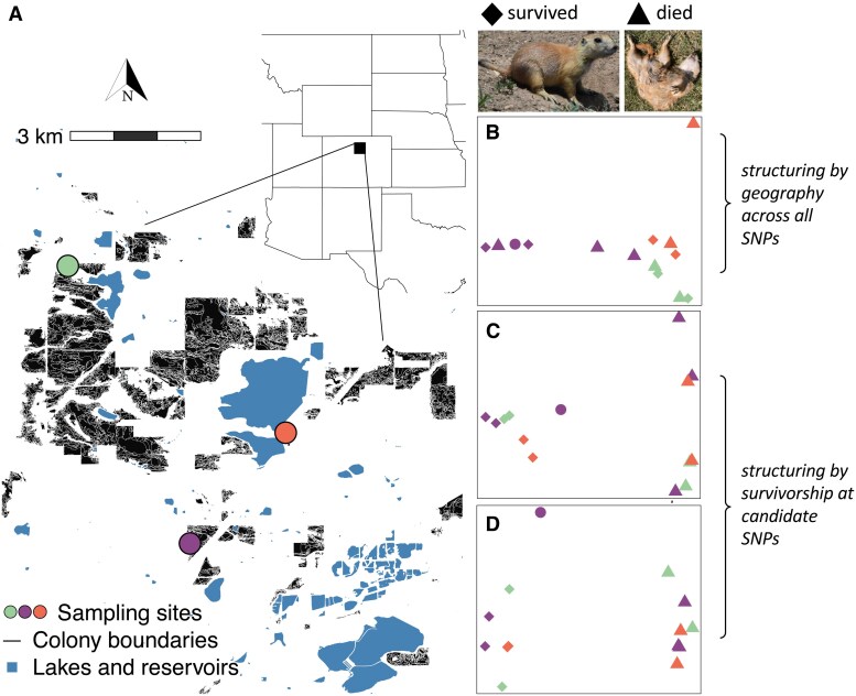 Rapid adaptation to a globally introduced virulent pathogen in a keystone species.