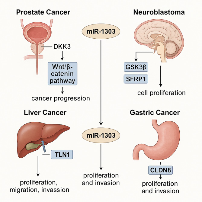 MicroRNA-1303 in cancer pathogenesis and therapy: clinical implications for biomarker development and targeted treatment strategies.