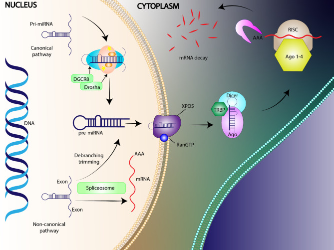 MicroRNA-1303 in cancer pathogenesis and therapy: clinical implications for biomarker development and targeted treatment strategies.