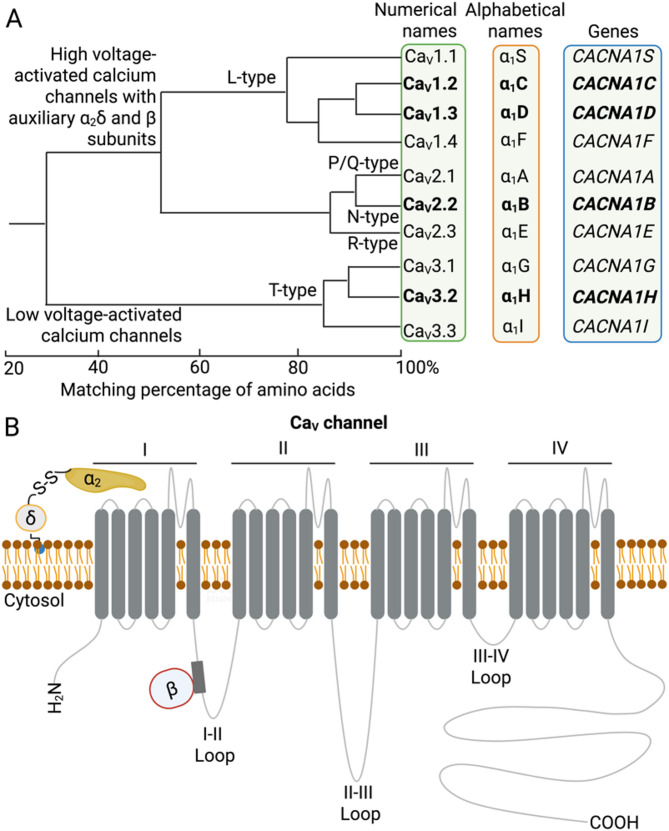 Degradation of voltage-gated calcium channels: mechanisms and applications in neurological and cardiovascular diseases.
