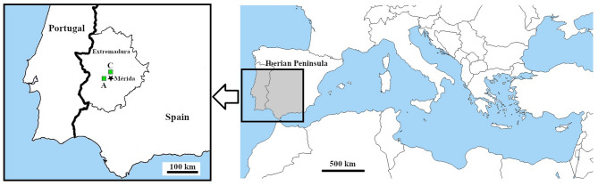 Knowing the reproductive biology and reproductive success of Scrophularia oxyrhyncha Coincy as a first step for its conservation.