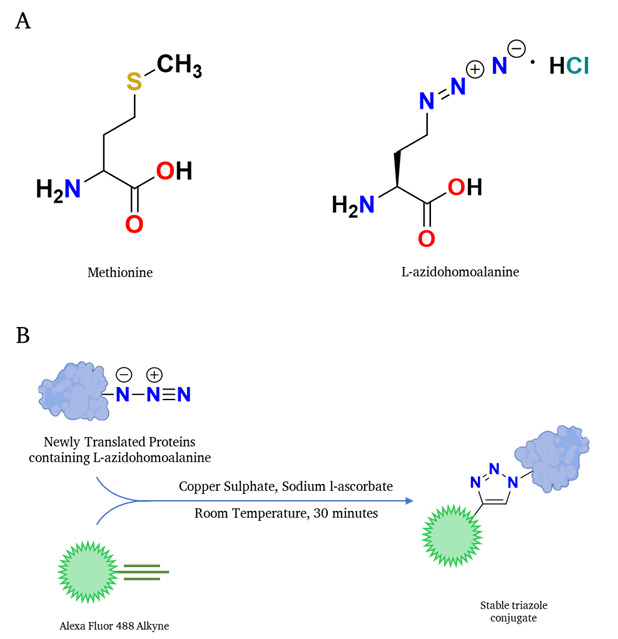 Evaluation of Translation Rate Through L-azidohomoalanine (AHA) Incorporation and Subsequent Alkyne Fluorophore-Mediated Click Chemistry in Yeast.