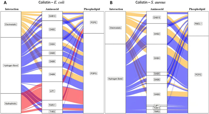 Understanding the selectivity <i>in silico</i> of colistin and daptomycin toward gram-negative and gram-positive bacteria, respectively, from the interaction with membrane phospholipids.