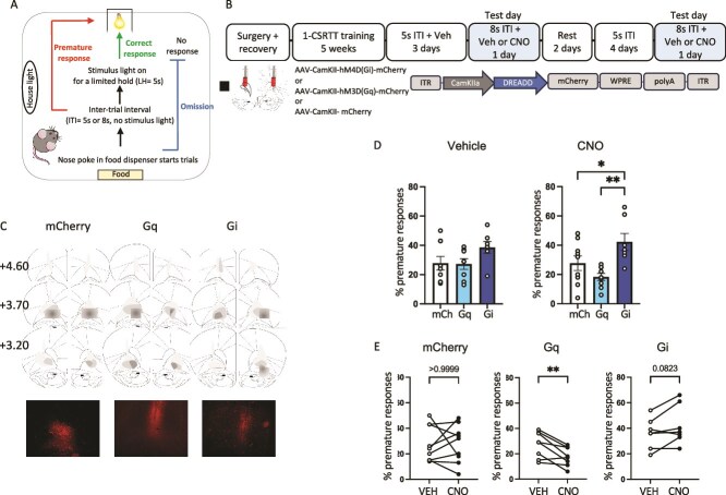 Involvement of a stress-responsive orbito-striatal projection in impulsive action in male rats.