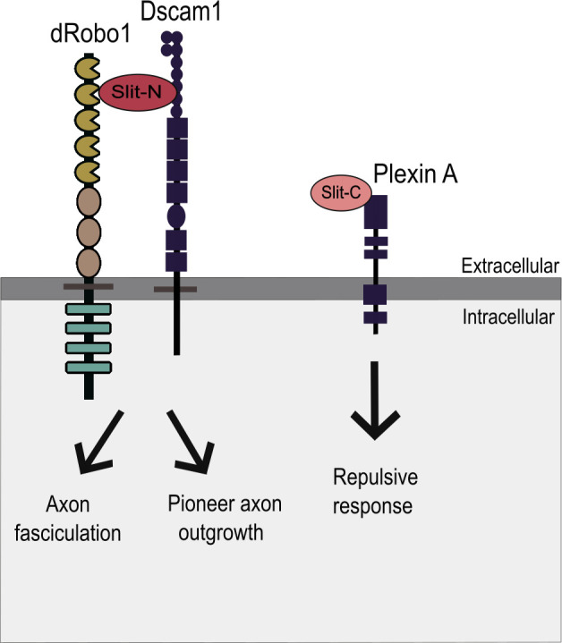The Slit-Robo signalling pathway in nervous system development: a comparative perspective from vertebrates and invertebrates.