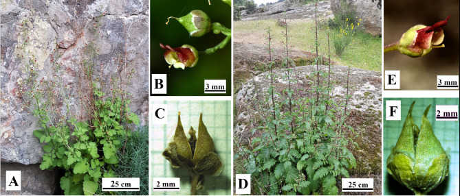 Knowing the reproductive biology and reproductive success of Scrophularia oxyrhyncha Coincy as a first step for its conservation.