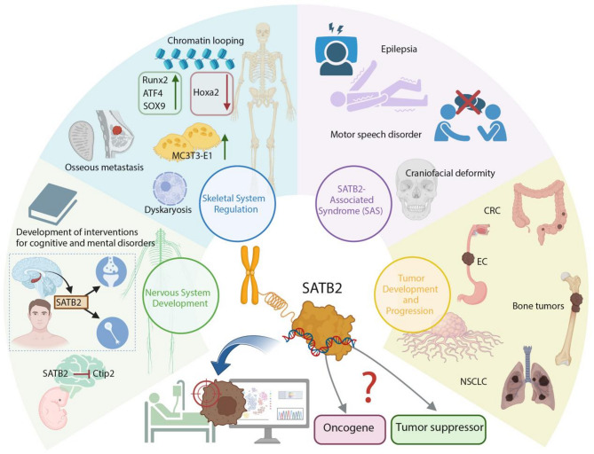 Advances in research on SATB2 and its role in tumor development.