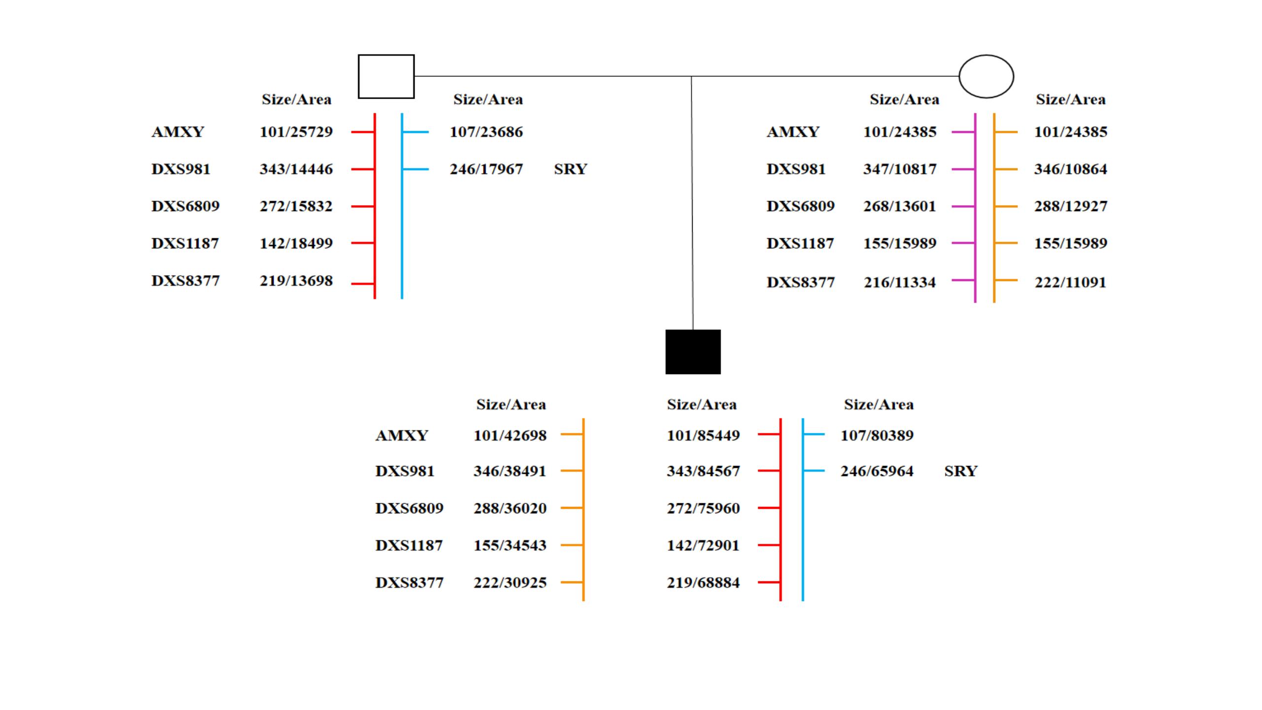 49, XXXYY: Parental Origin, Occurrence, and Clinical Phenotypes.
