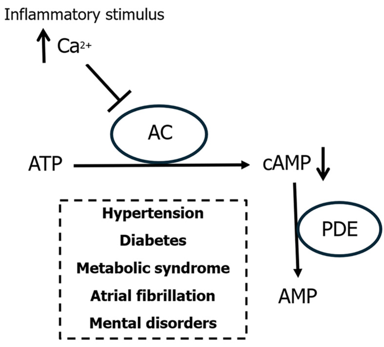 Debating the link between atrial fibrillation and psychiatric diseases through Ca<sup>2+</sup>/cAMP signaling.