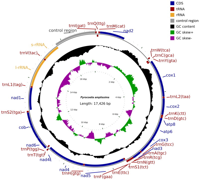 The mitochondrial genome of the firefly, <i>Pyrocoelia amplissima</i> (Olivier, 1886) (Coleoptera: Lampyridae) and its phylogenetic analysis.