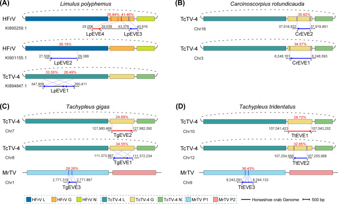 Diversity and evolutionary history of RNA viruses among different horseshoe crab species.