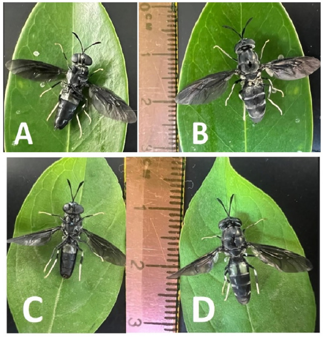 Complete mitochondrial genome of a novel black soldier fly isolate from Jordans.