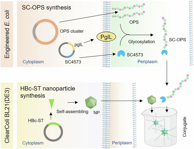 Modular assembly and immunological evaluation of a promising bioconjugate nanovaccine against Klebsiella pneumoniae O2 serotype.