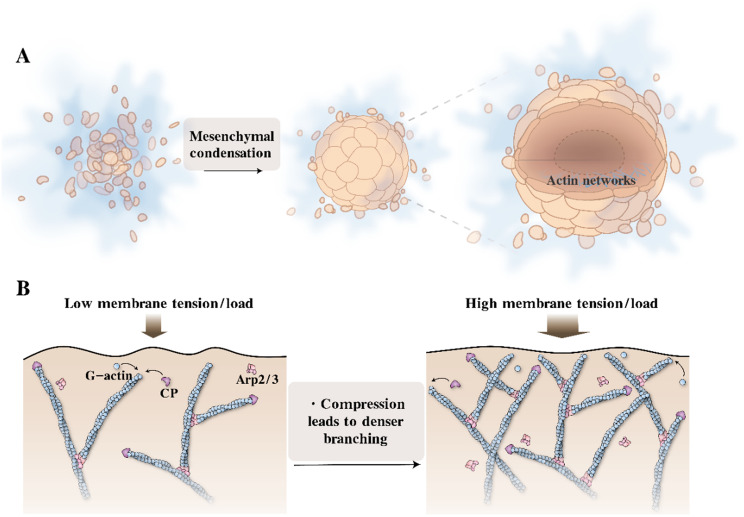 Cell condensation initiates organogenesis: the role of actin dynamics in supracellular self-organizing process.