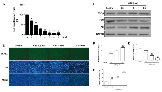 BFGF mitigates CTX-induced ovarian cytotoxicity via SERPINE1/HIF-1 and Nrf-2/HO-1 signaling pathways.