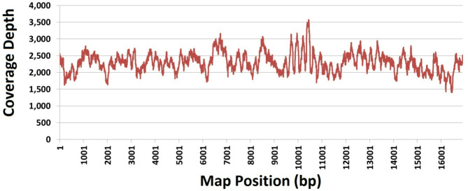 Complete mitochondrial genome of a novel black soldier fly isolate from Jordans.